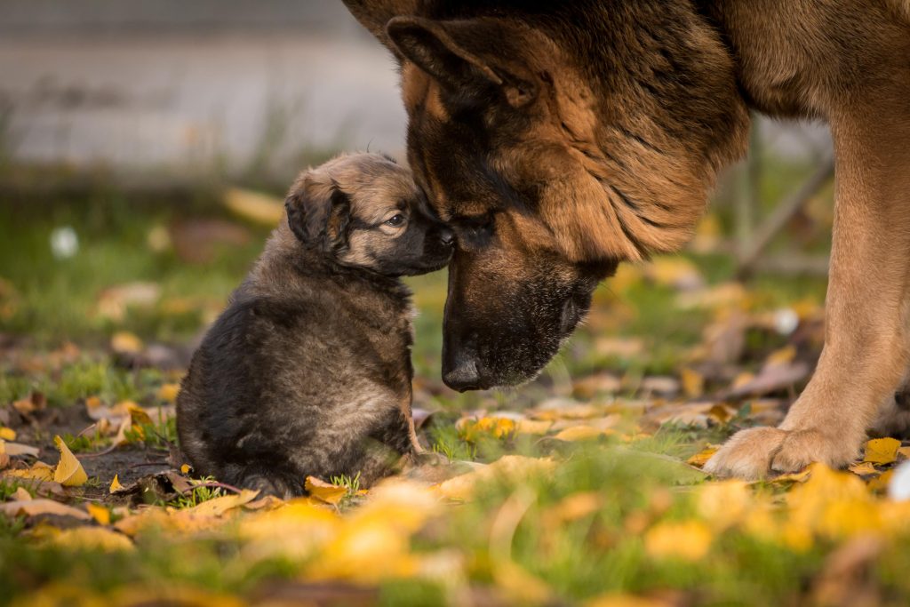 german shepherd mom and baby