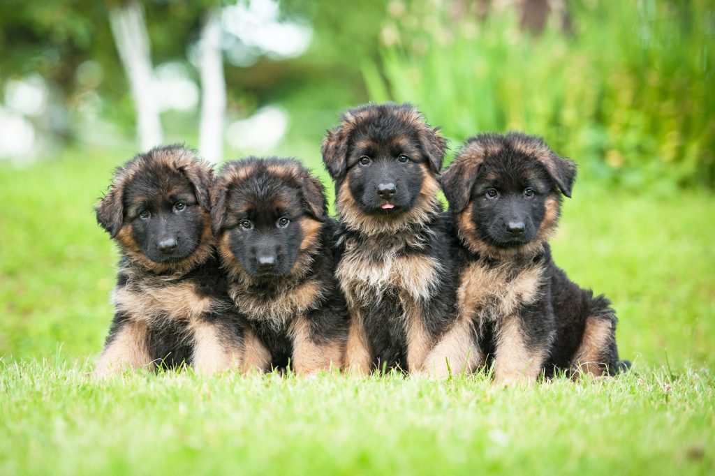 german shepherd puppies