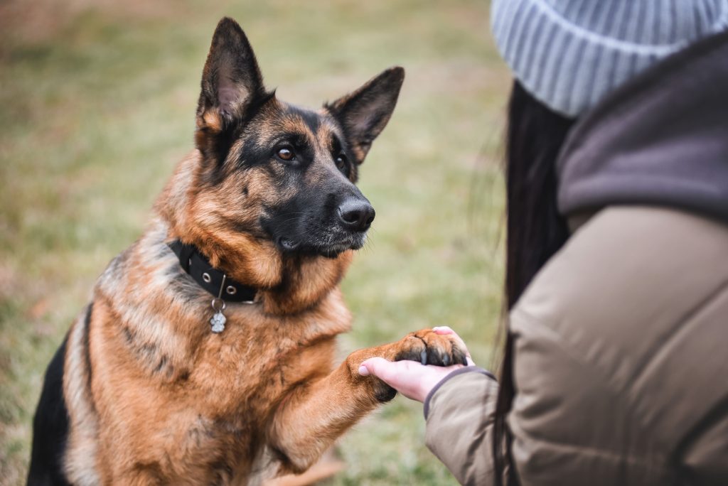 german shepherd shaking hands