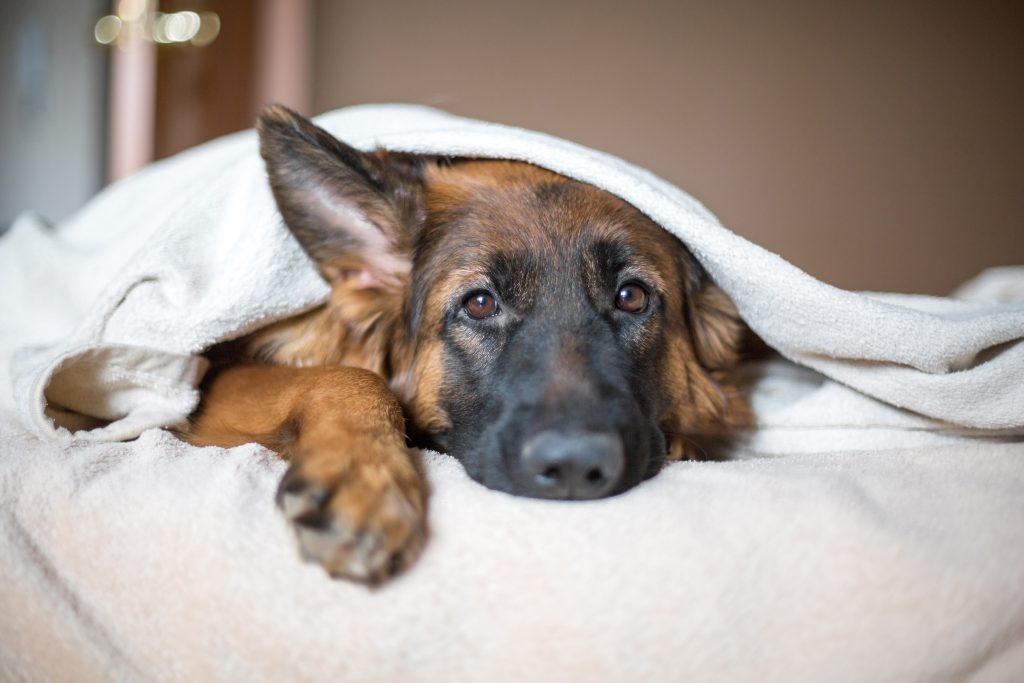 german shepherd under the sheet