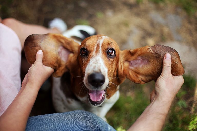 happy basset hound