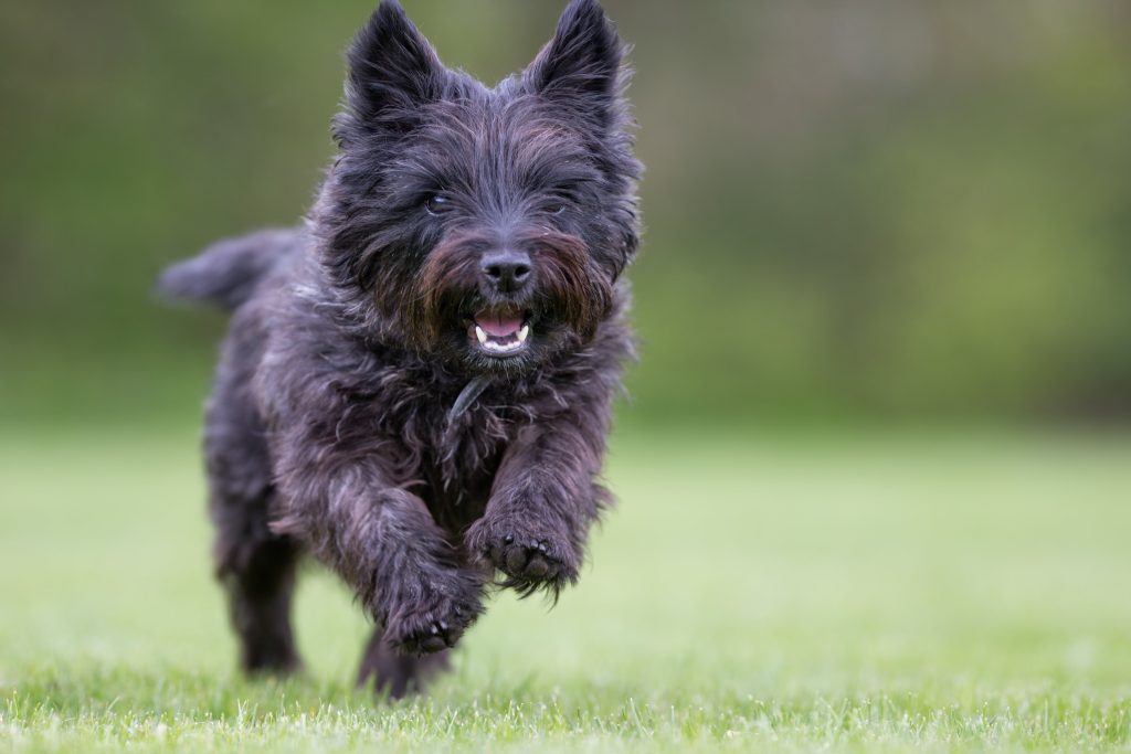 happy cairn terrier