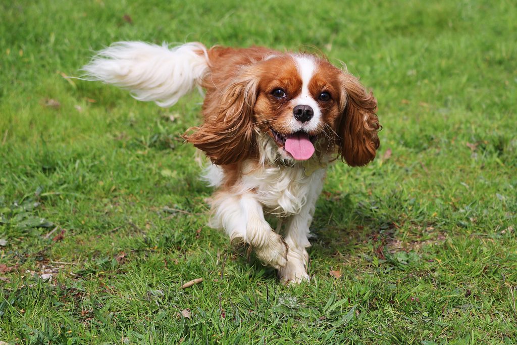 happy cavalier king charles