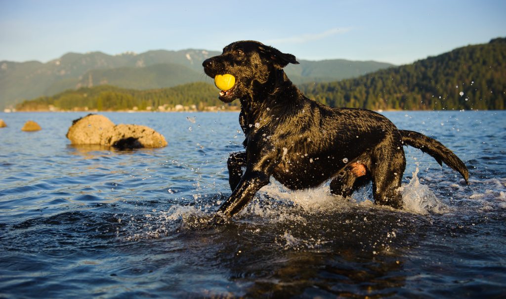 labrador running