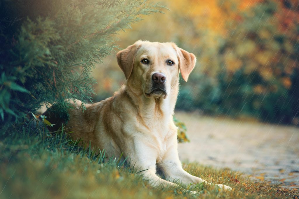 labrador under the tree