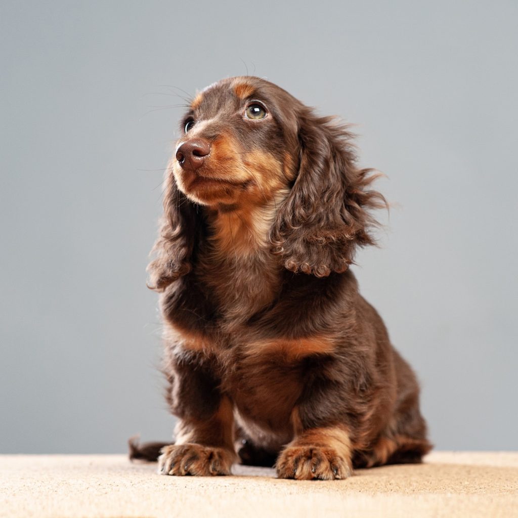 long haired dachshund