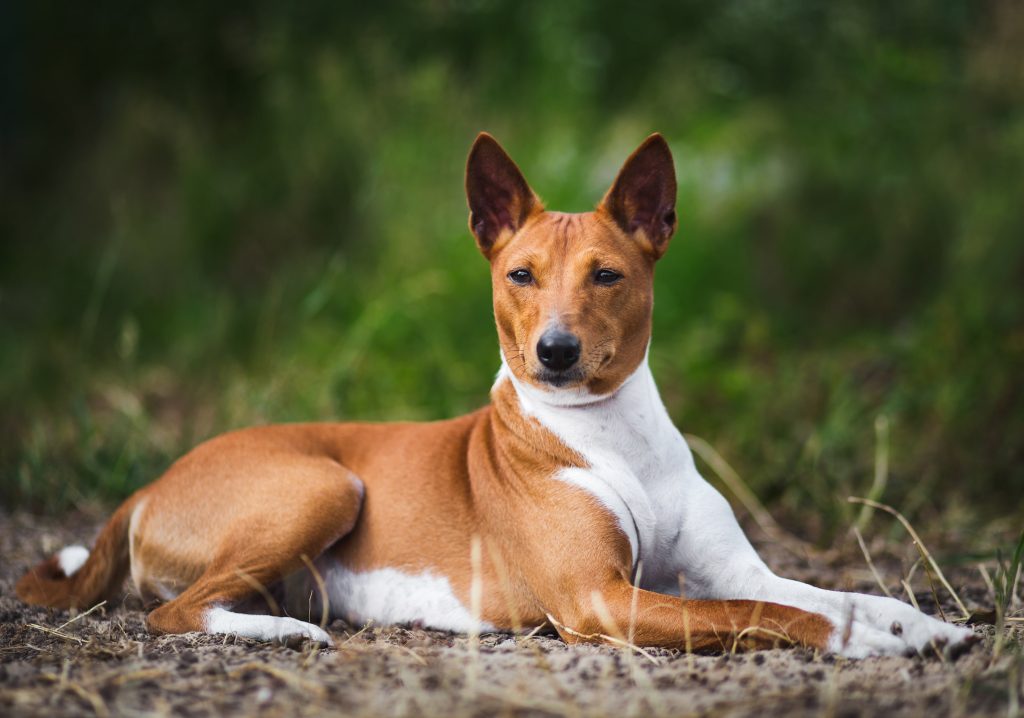 majestic basenji