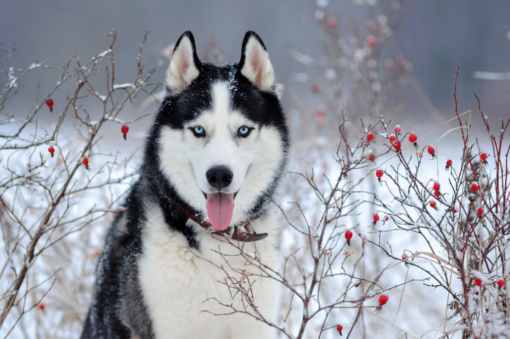 majestic siberian husky