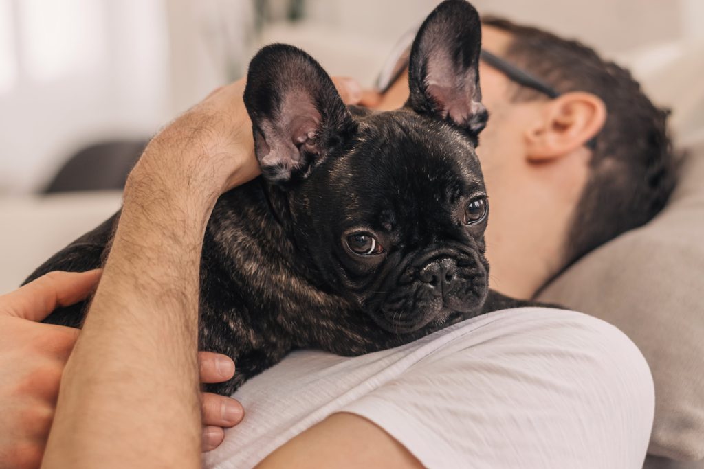 man cuddling with french bulldog