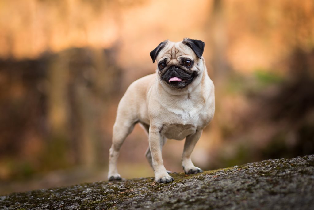 pug on a hill