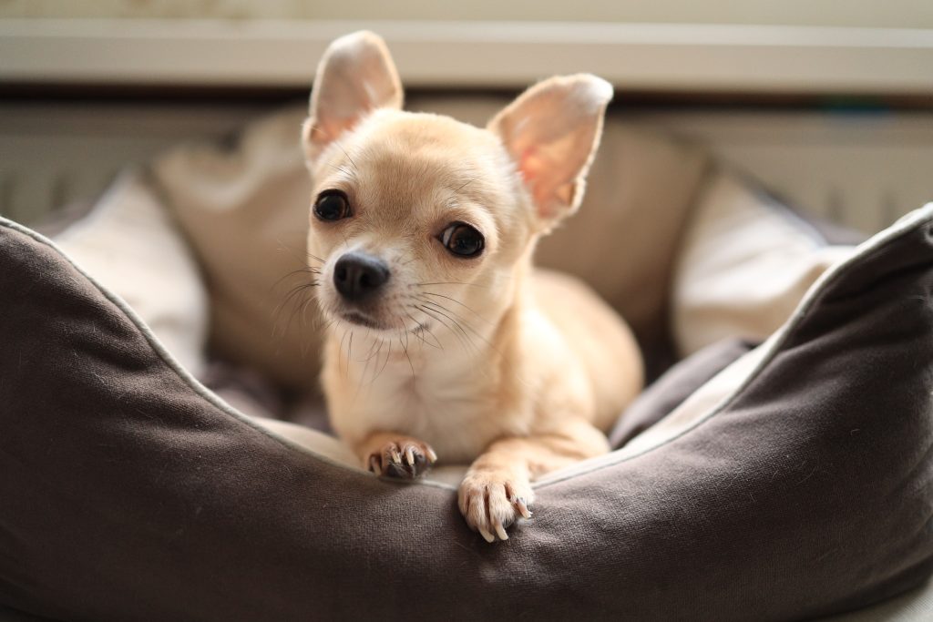 puppy chihuahua