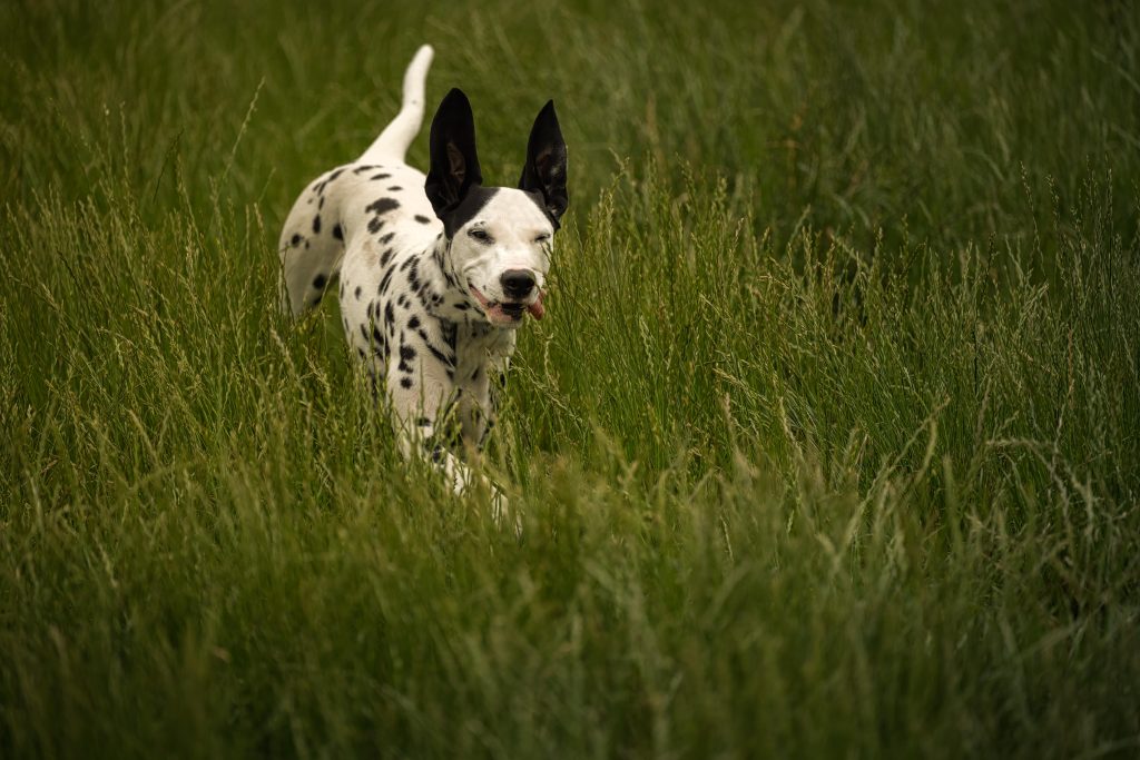 puppy dalmation running