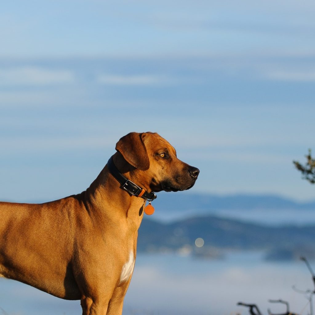 rhodesian ridgeback by the valley mobile