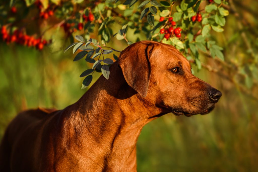 rhodesian ridgeback close up