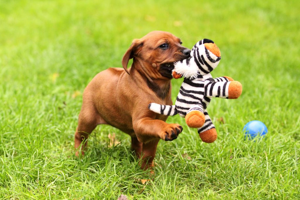 rhodesian ridgeback puppy