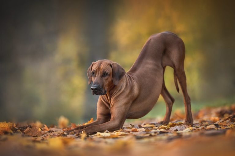 rhodesian ridgeback stretching