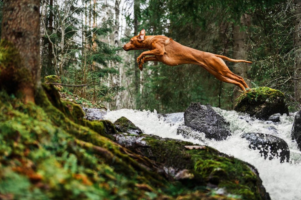 rhodesian ridgeback taking a leap