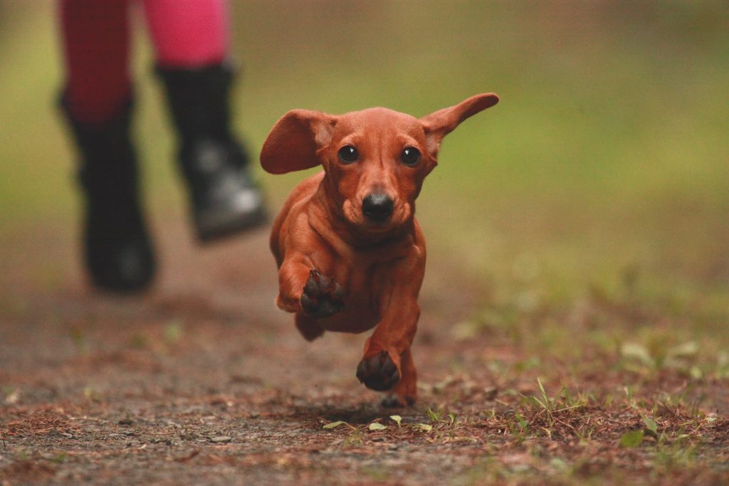 running dachshund