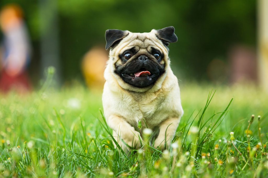 running pug