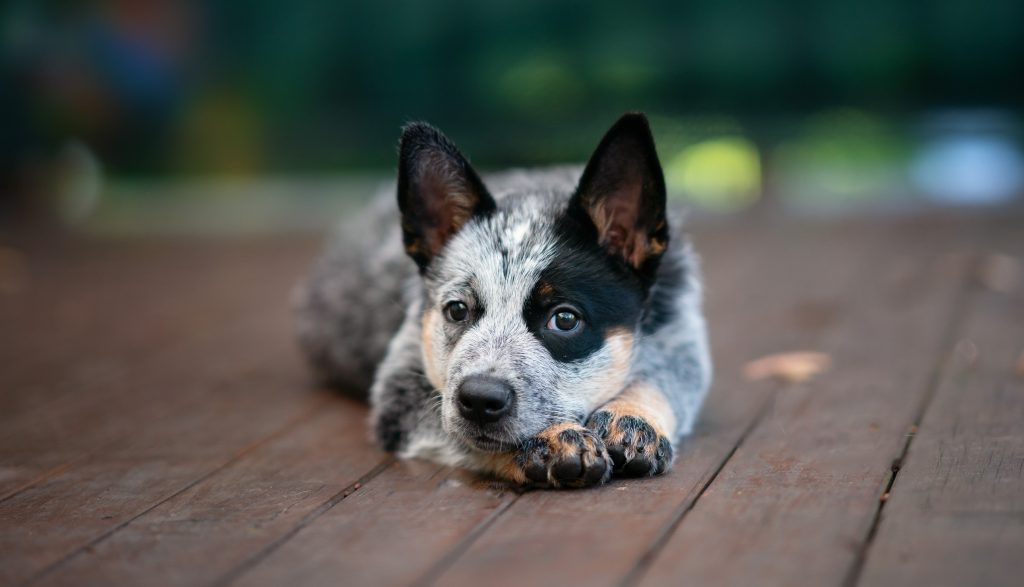 sad australian cattle dog