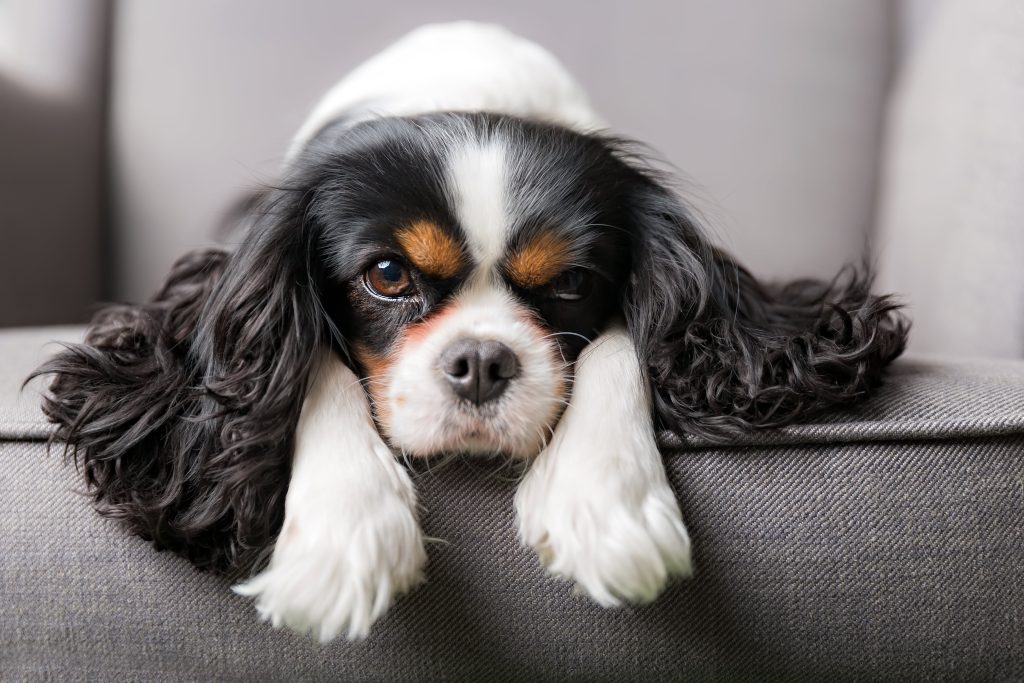 sad cavalier king charles