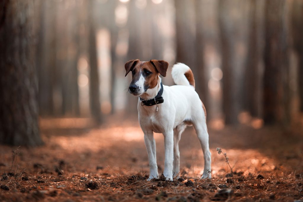 shot haired fox terrier