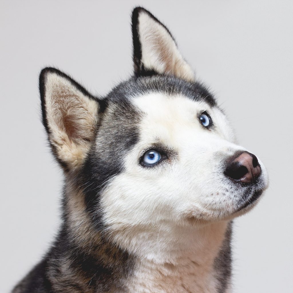 siberian husky main image 2 mobile