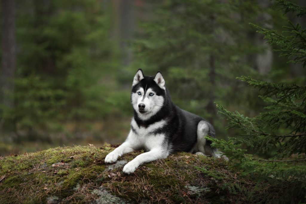 siberian husky in the woods