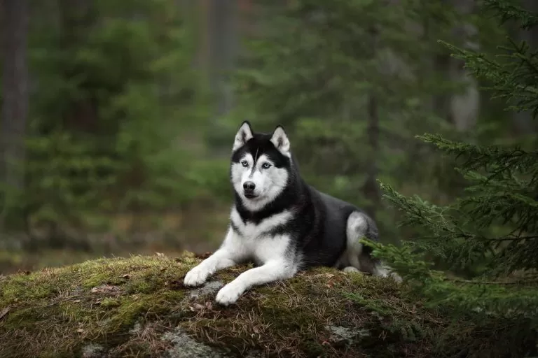 Husky Adaptation Siberian Husky | Dog Breed Information & Characteristics