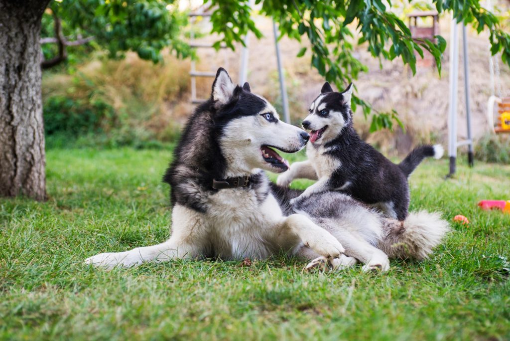 siberian husky mom and puppy