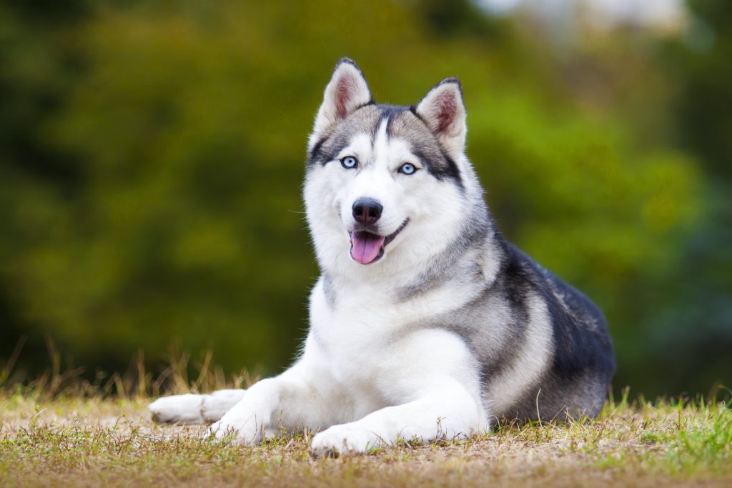 siberian husky portrait