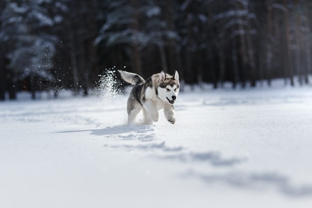 siberian husky running