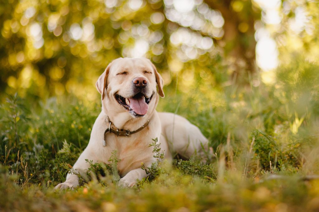 smilling labrador