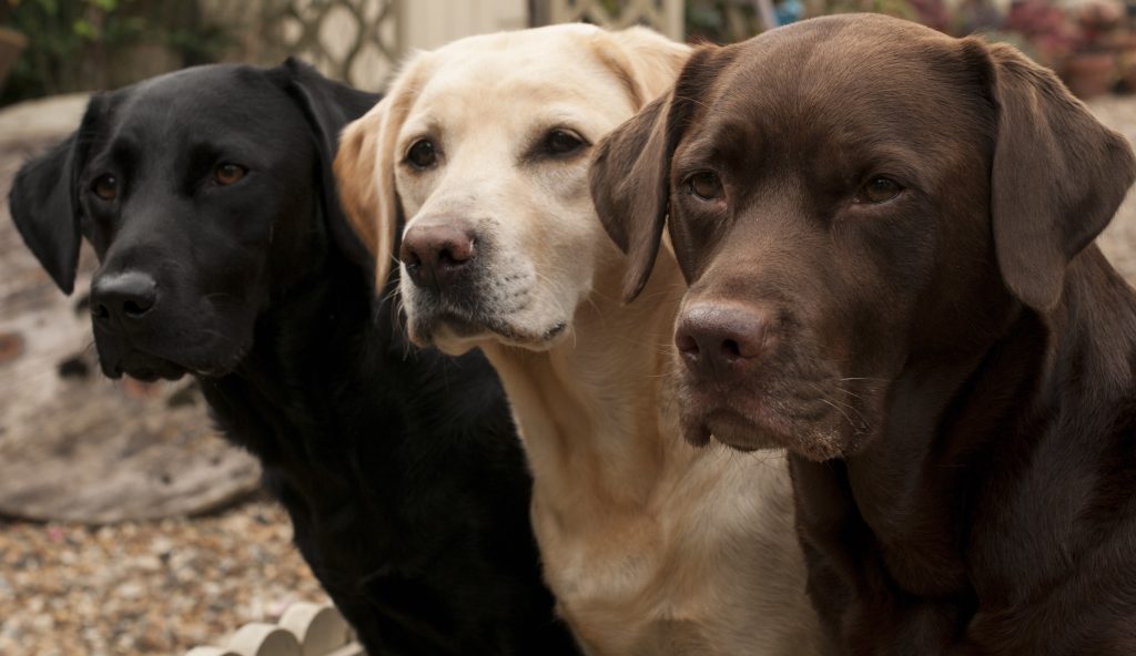 three labrador