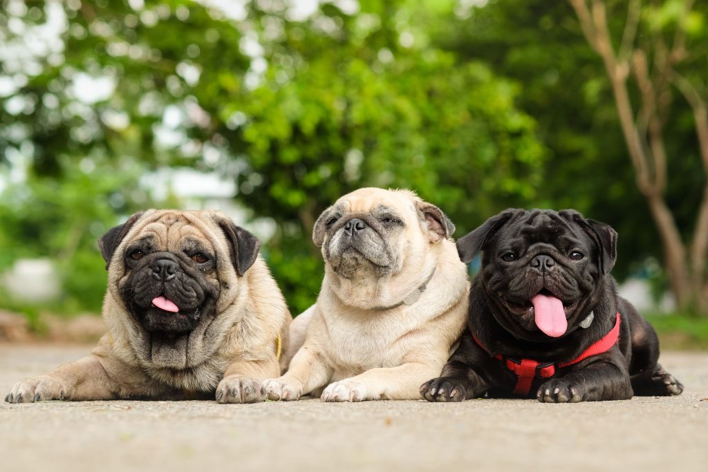 three pugs relaxing