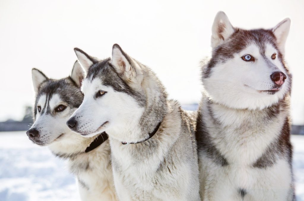 three siberian husky