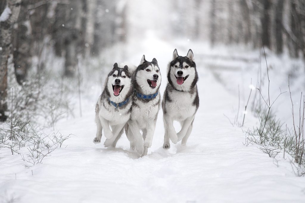 three siberian husky running