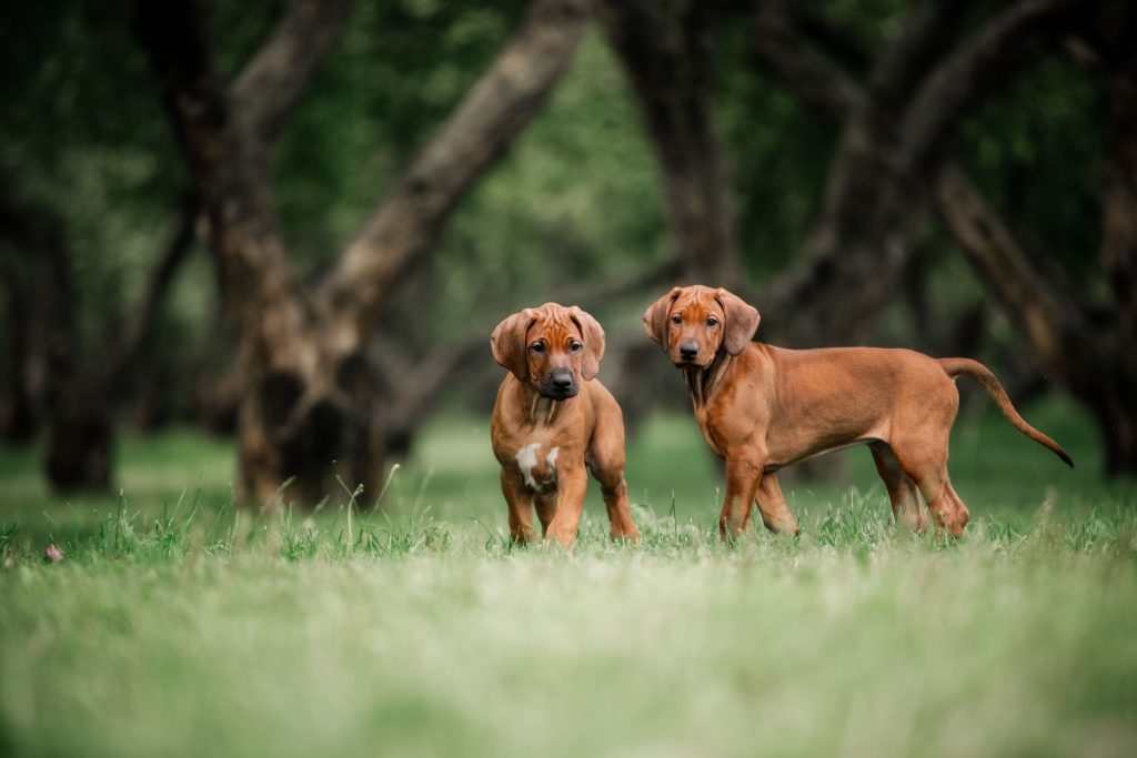 two rhodesian ridgeback