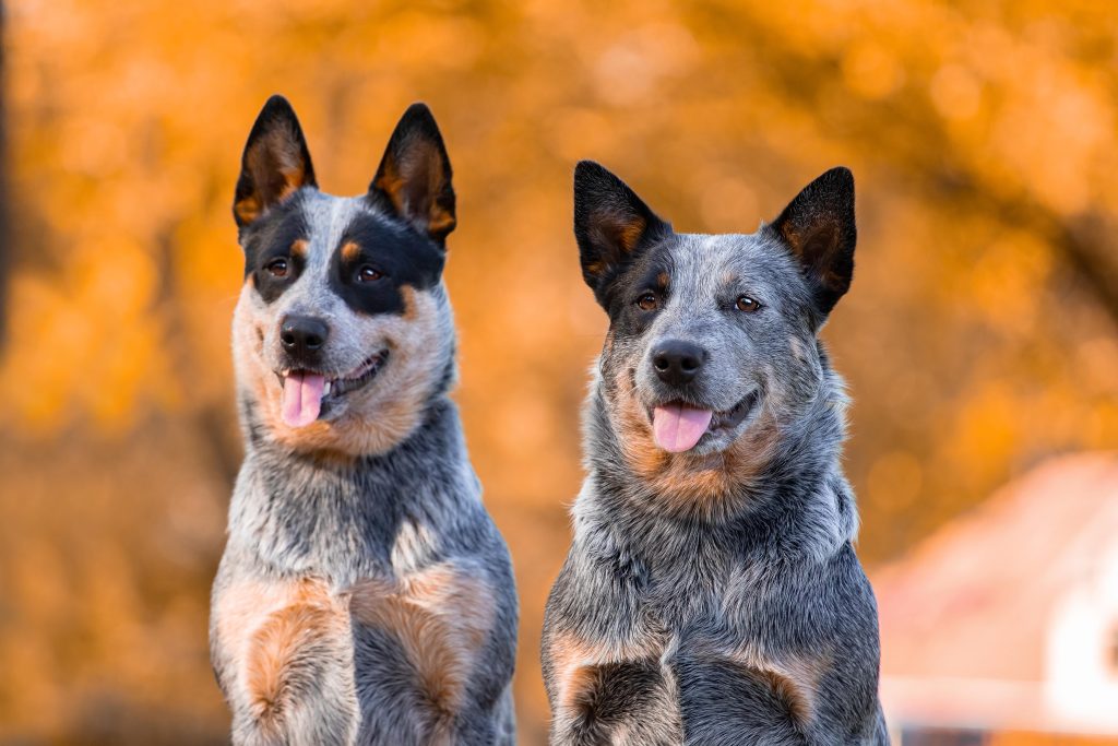 two australian cattle dogs