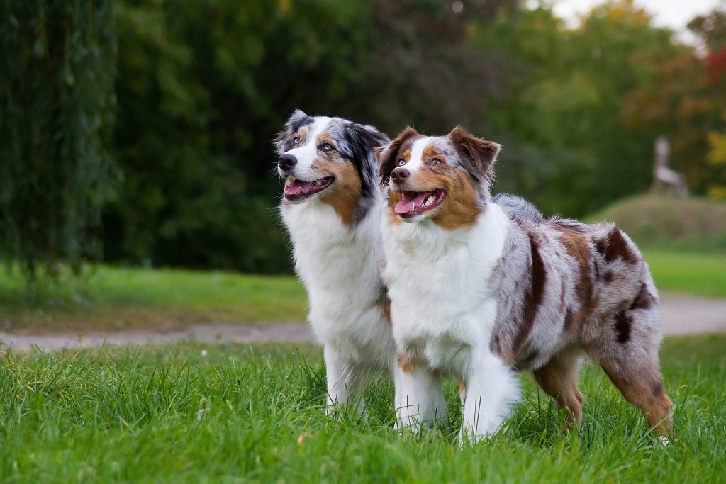 two australian shepherd