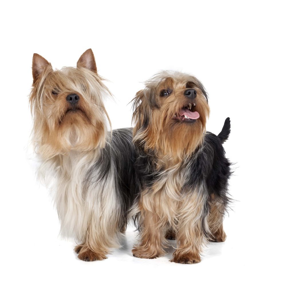 two australian silky terriers