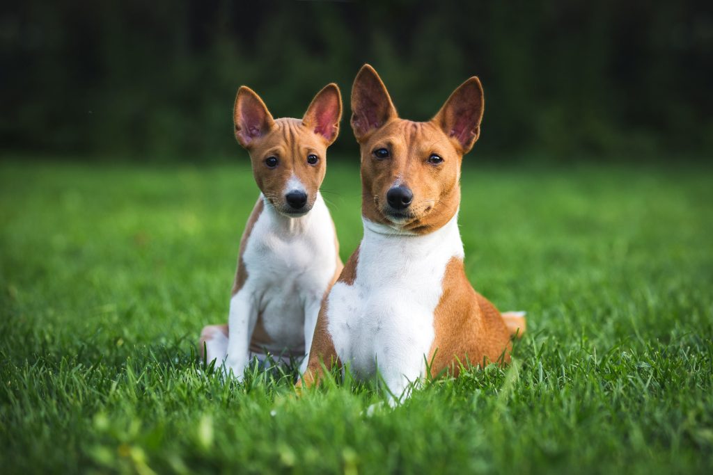 two basenji