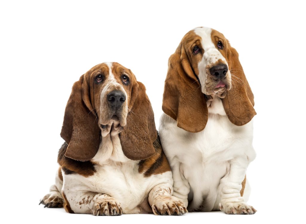 two basset hounds