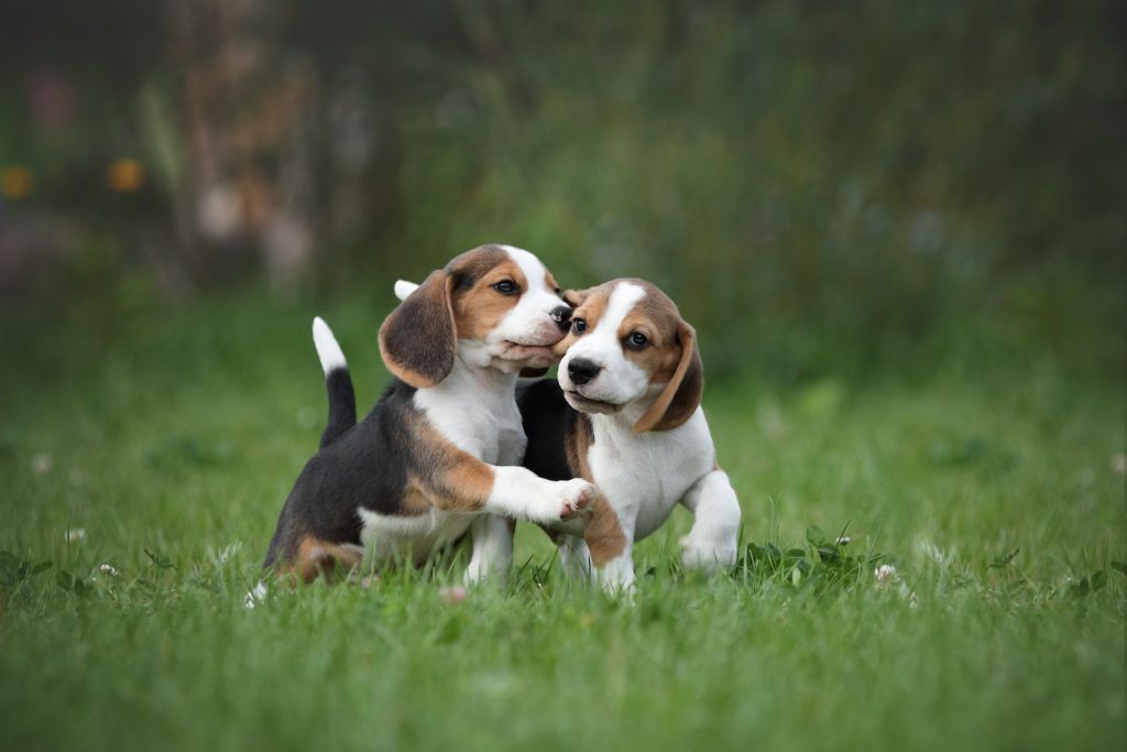 two beagle puppies