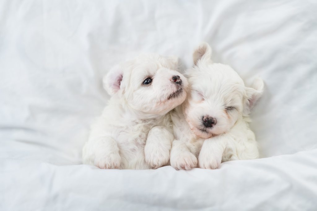 two bichon frise puppies