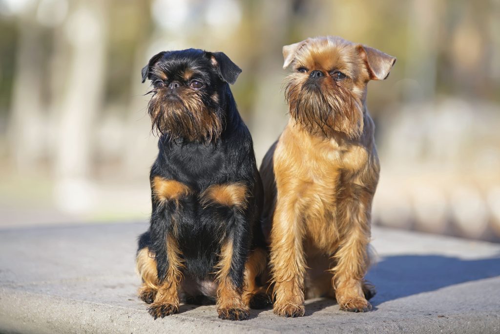 two brussels griffon