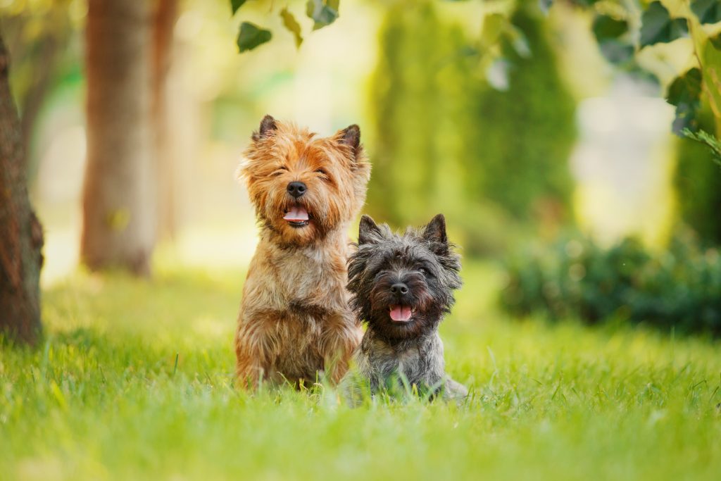 two cairn terrier