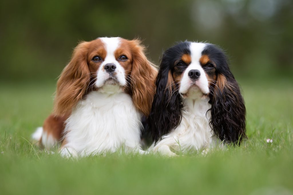 two cavalier king charles