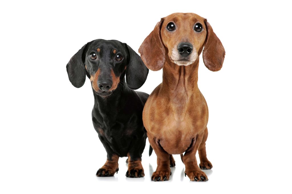 two cute dachshund