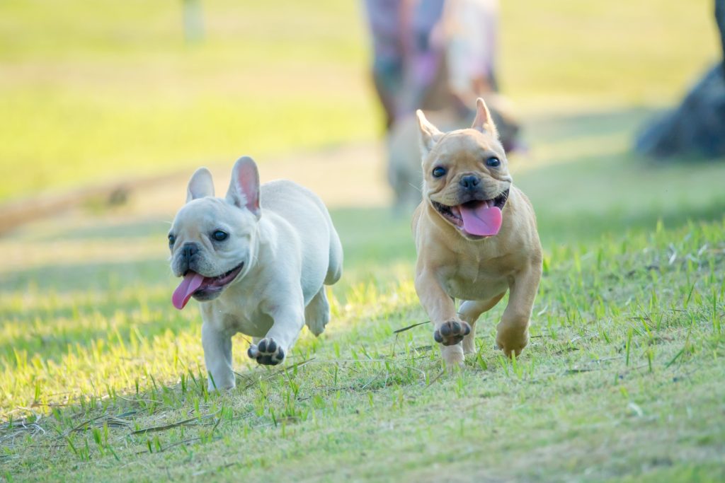 two french bulldog running